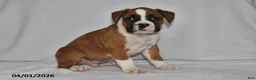 Boxer dogs for sale: Mason - Ad 3