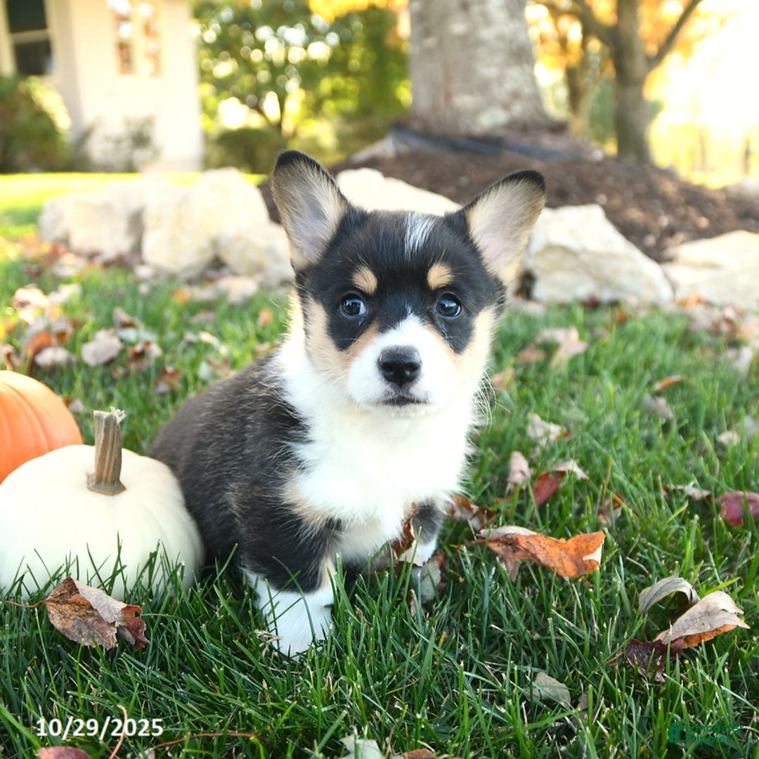 Welsh Corgi Pembroke dogs for sale: Archie - Ad 2