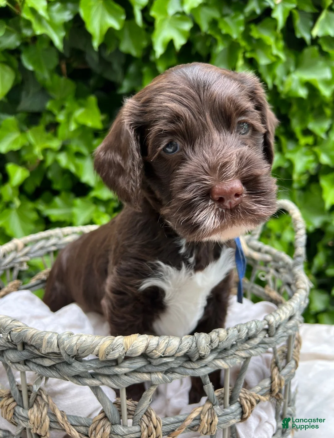 Australian Labradoodle dogs for sale: Australian Labradoodle Puppy 5 - Ad 1