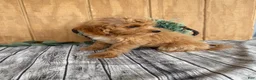 Mini Goldendoodle dogs for sale: Alice - Ad 16