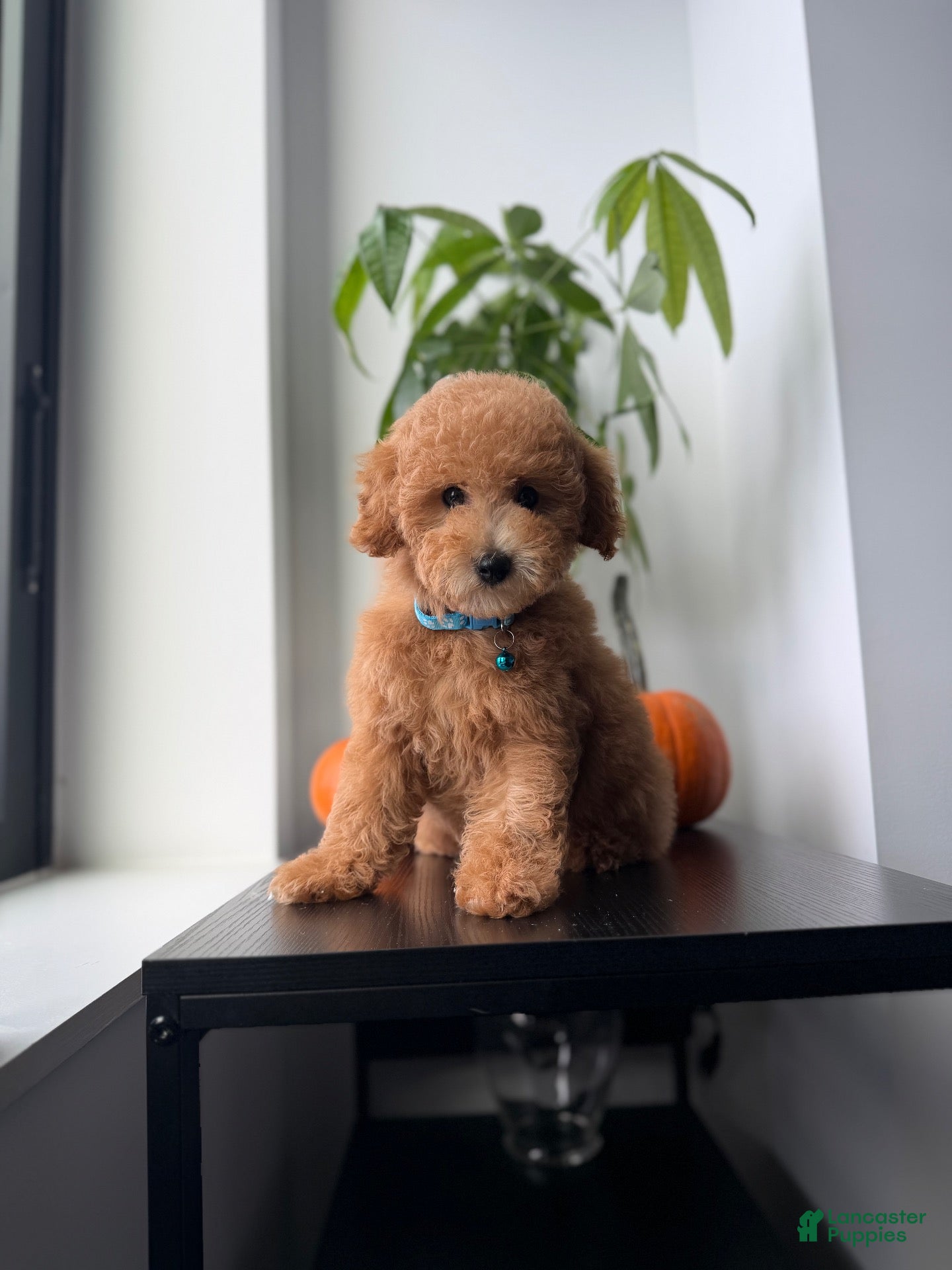 Toy Poodle dogs for sale: Mickey - Ad 4