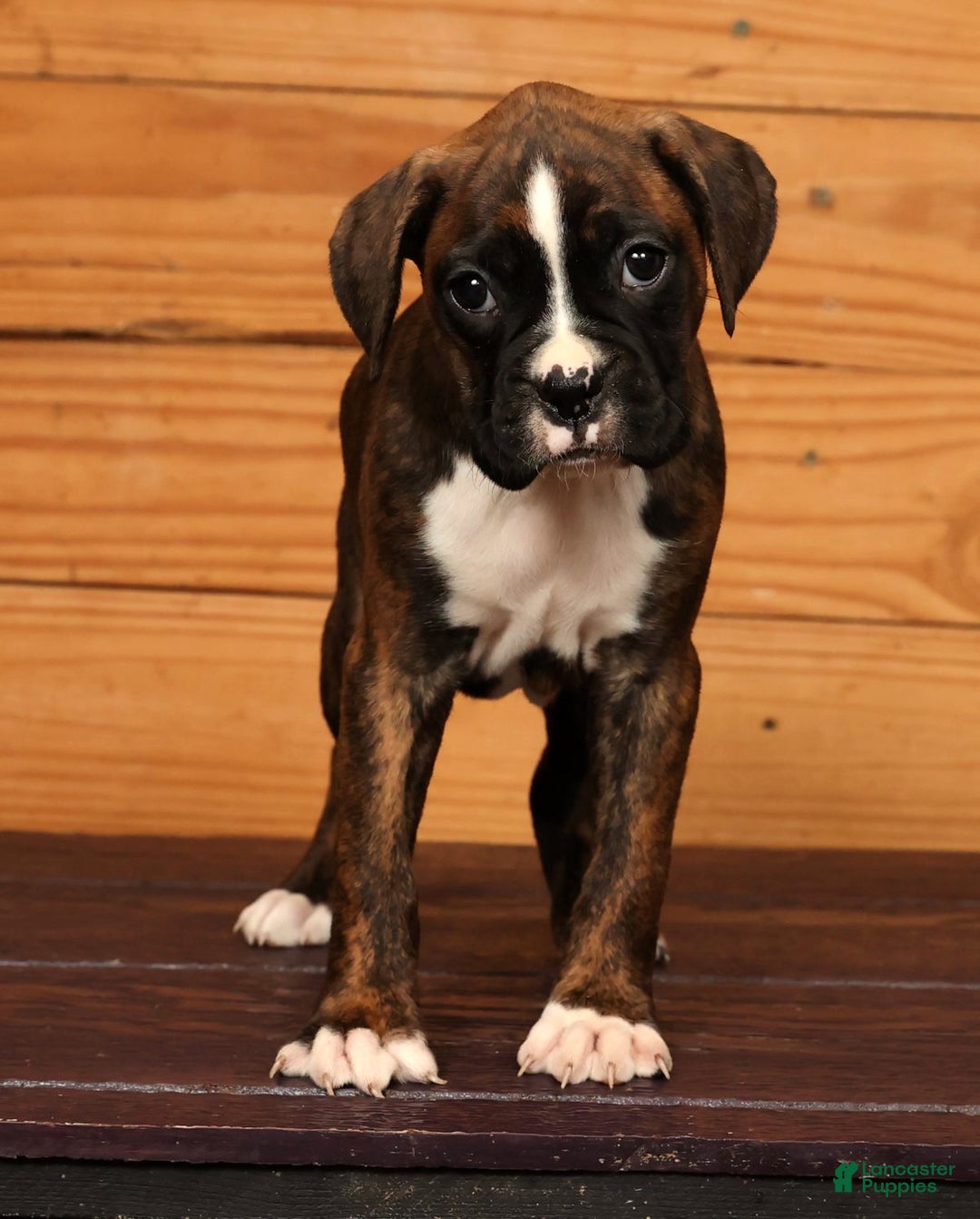 Boxer dogs for sale: Sunny - Ad 2