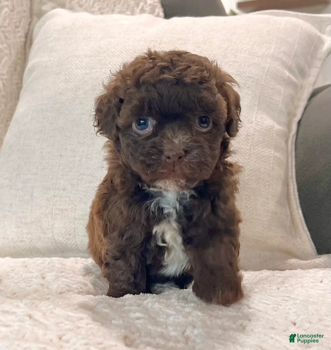 Havapoo dogs for sale: Molly - Ad 2