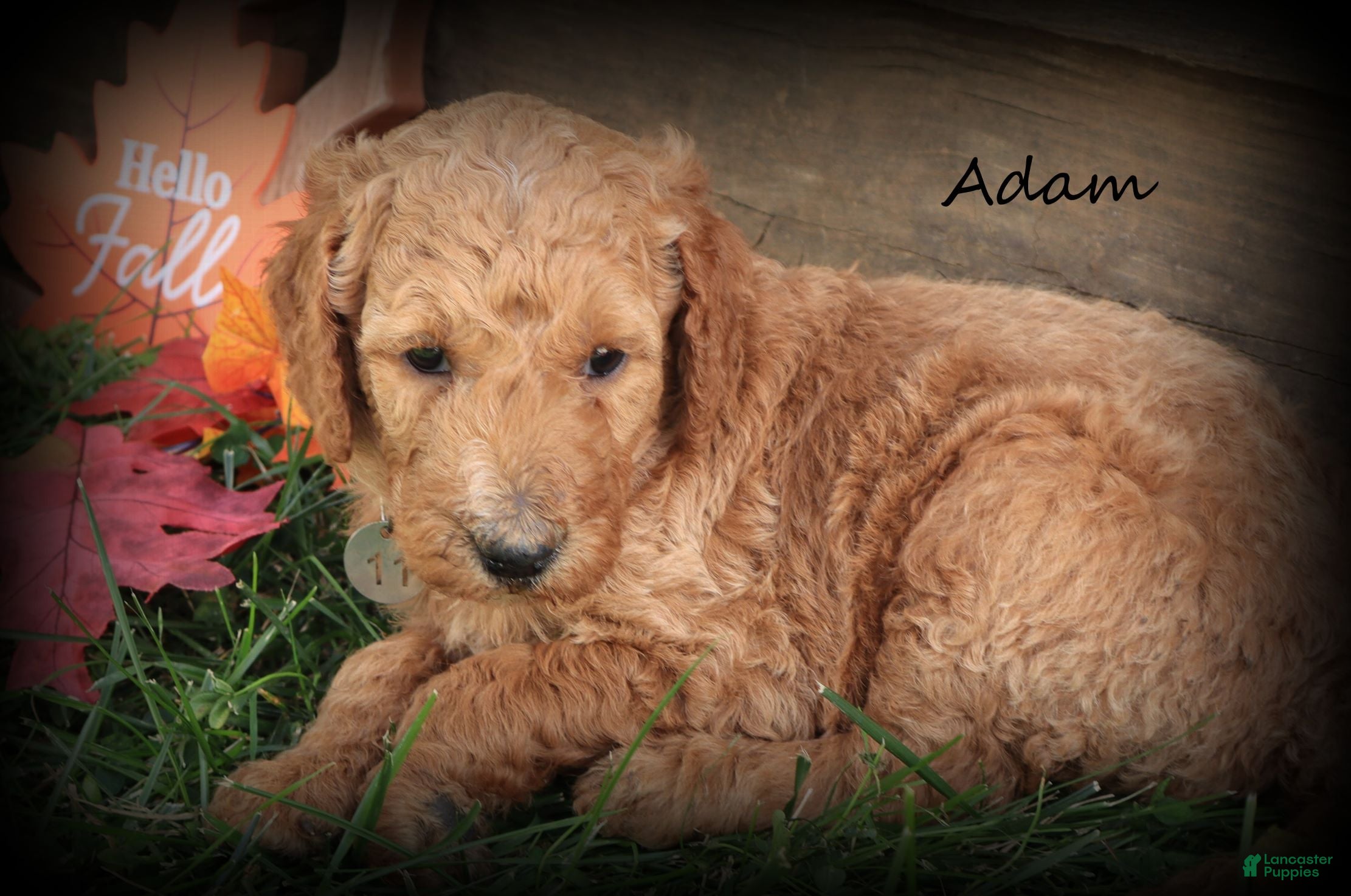 Standard Poodle dogs Adam - Ad 1