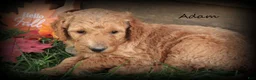 Standard Poodle dogs for sale: Adam - Ad 1