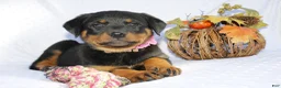 Rottweiler dogs for sale: Daisy - Ad 4
