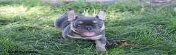 French Bulldog dogs for sale: Mae - Ad 8
