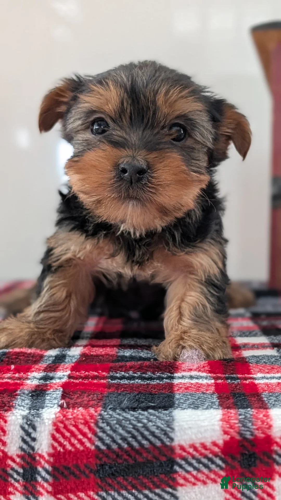 Yorkshire Terrier dogs for sale: Dakota - Ad 4