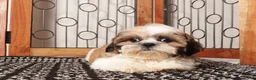 Shih Tzu dogs for sale: Otis - FUN Shihtzu  - Ad 3