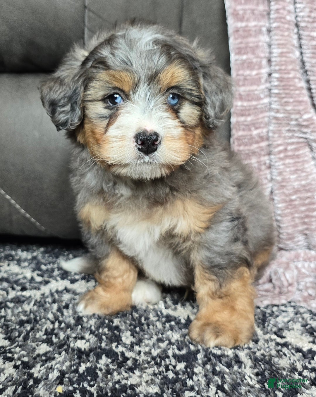 Mini Bernedoodle dogs for sale: Mini Watts - Ad 34