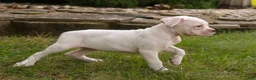 Boxer dogs for sale: Gianna - Ad 8