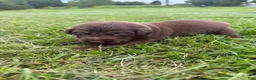 Labrador Retriever dogs for sale: Roy - Ad 2