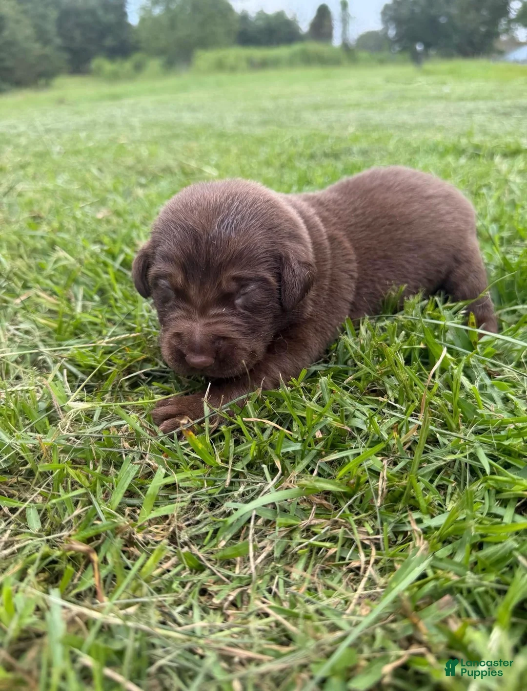 Labrador Retriever dogs for sale: Roy - Ad 2