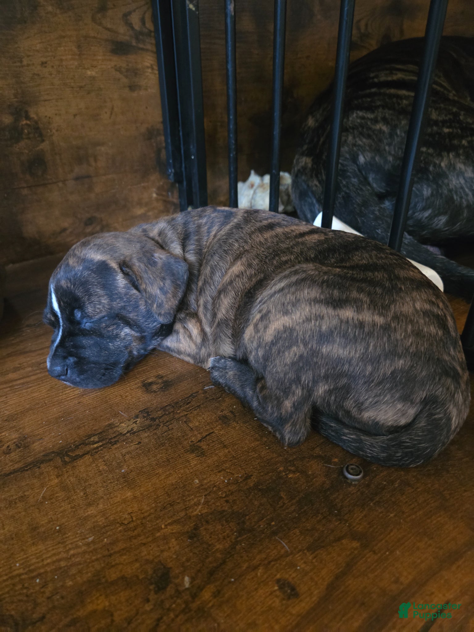 American Pit Bull Terrier dogs Artemis  - Ad 17