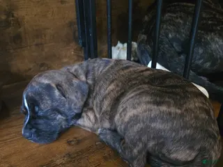 American Pit Bull Terrier dogs Artemis - Ad 17