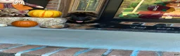 German Shepherd dogs for sale: Boss - Ad 2