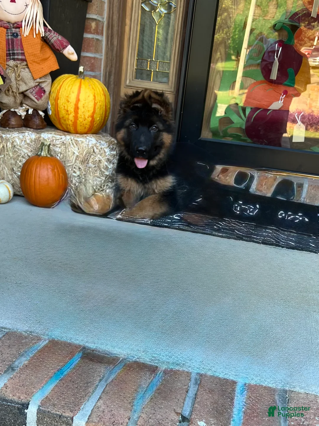 German Shepherd dogs for sale: Boss - Ad 2