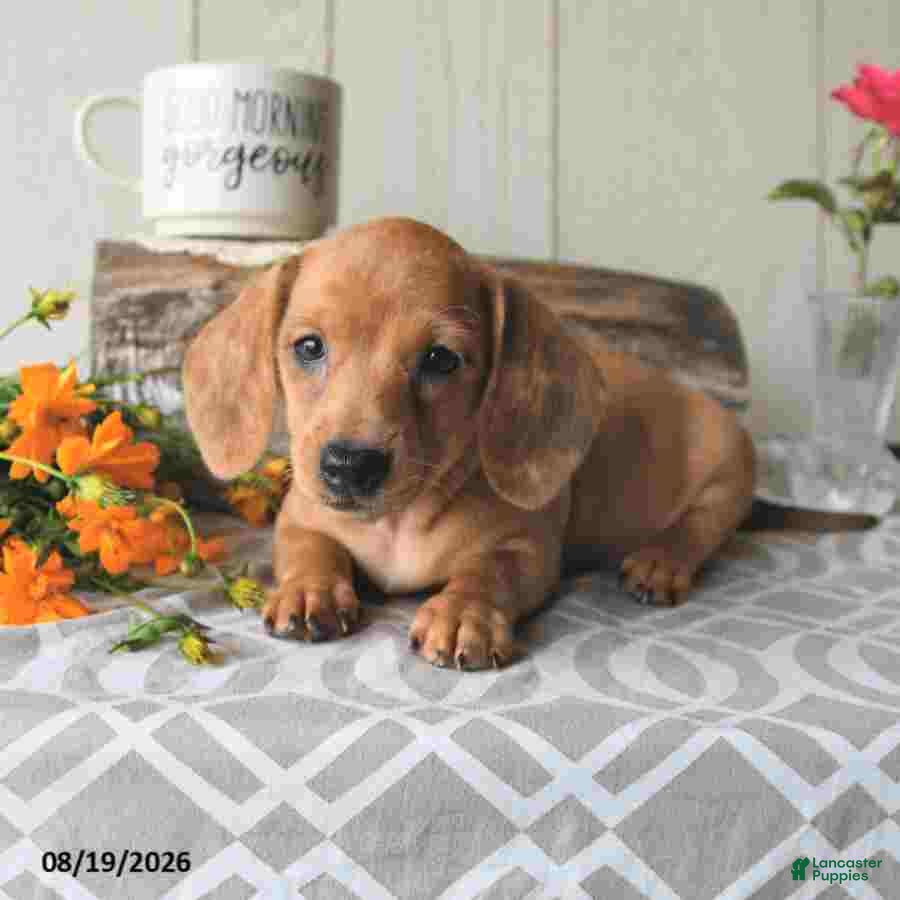 Miniature Dachshund dogs Tasha - Ad 1