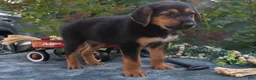 German Shepherd dogs for sale: Justin - Ad 3