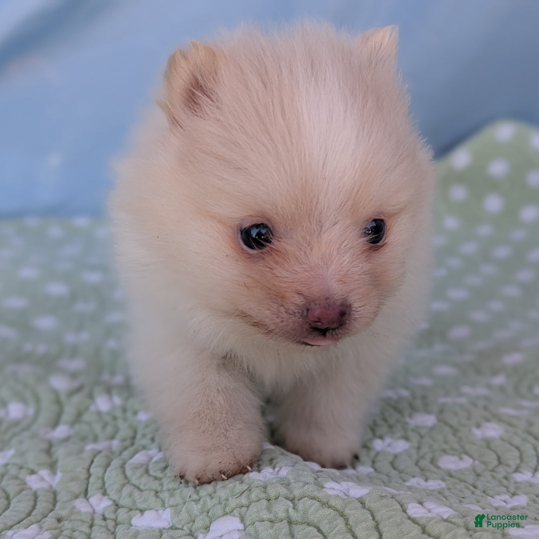 Pomeranian dogs for sale: Trinket - Ad 7