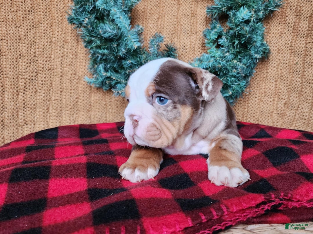English Bulldog dogs for sale: Forrest - Ad 16