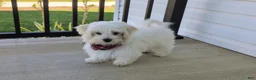 Maltese dogs for sale: Haden 7 lbs Full Grown - Ad 3