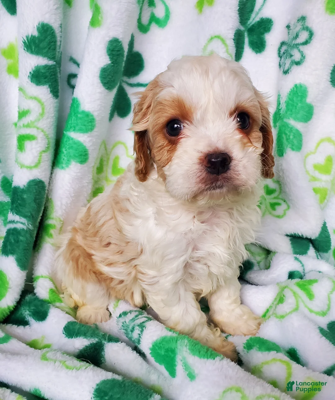 Cavapoo dogs for sale: Ivy - Ad 2