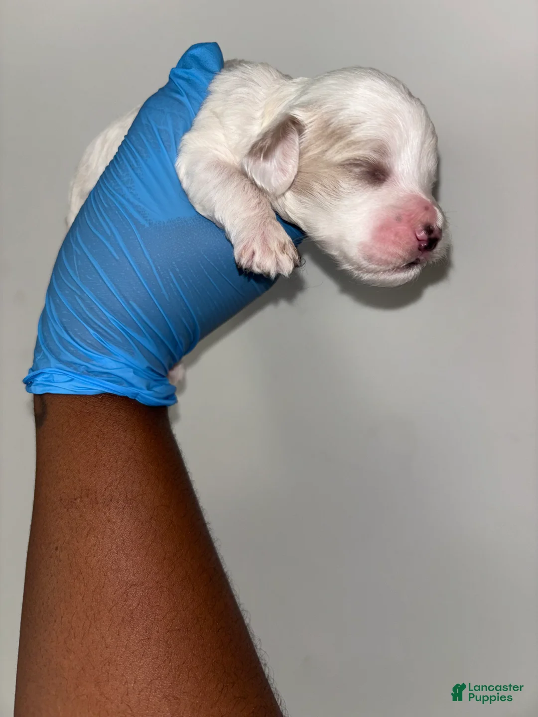 Mixed Breed dogs for sale: Mixed Breed Puppy 4 - Ad 2