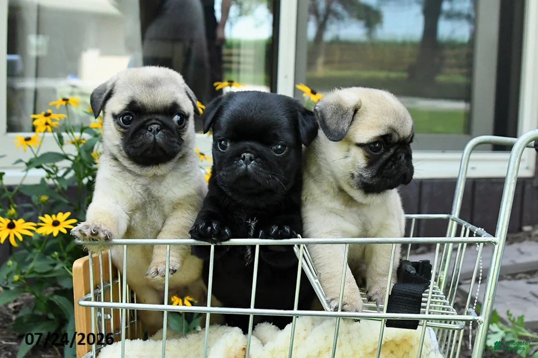 Pug dogs for sale: Spud  - Ad 5