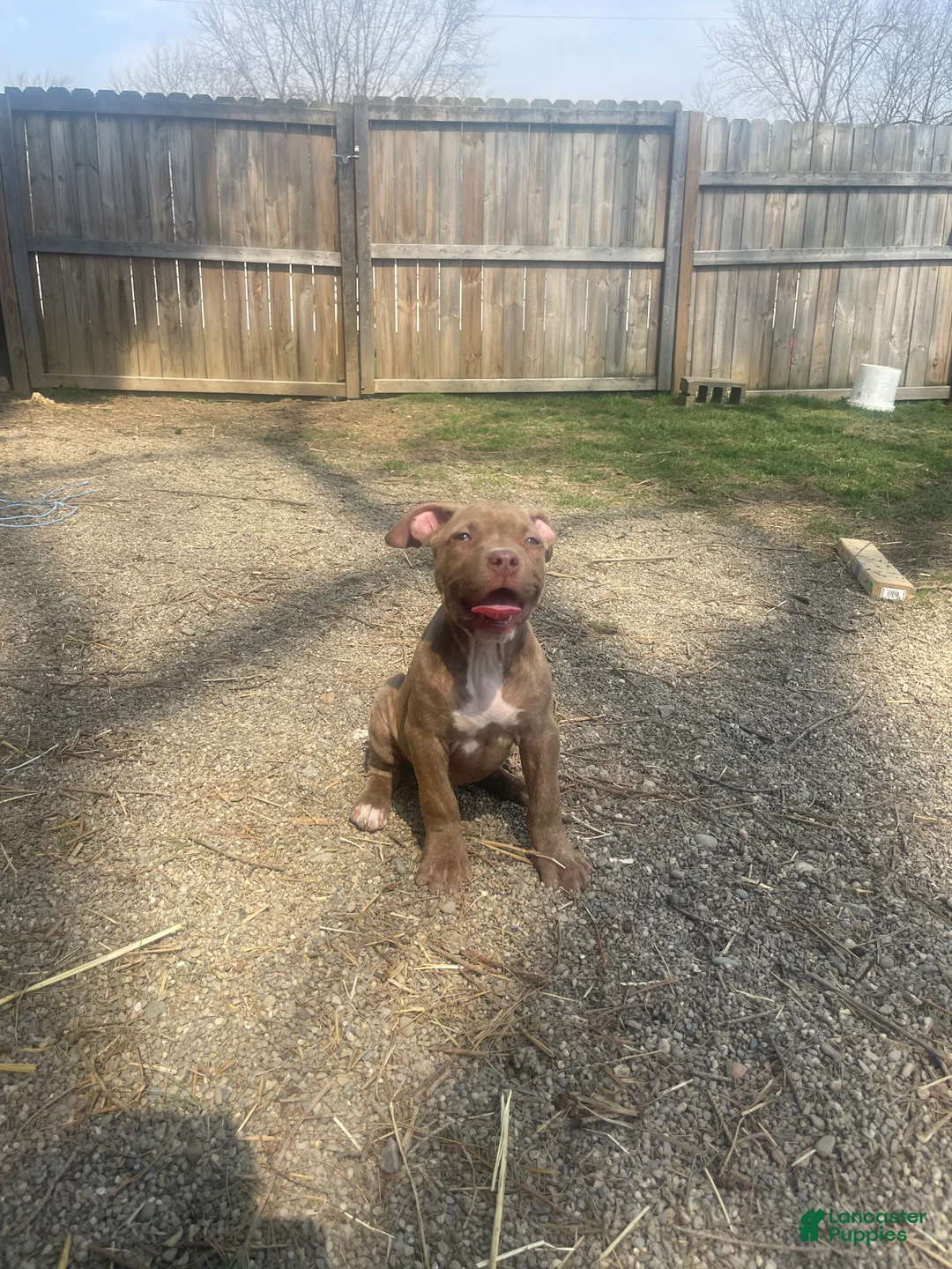 American Bully dogs for sale: American Bully Female 2 - Ad 2
