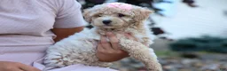 Bichpoo dogs for sale: 🐾 Olive 🐾 - Ad 6