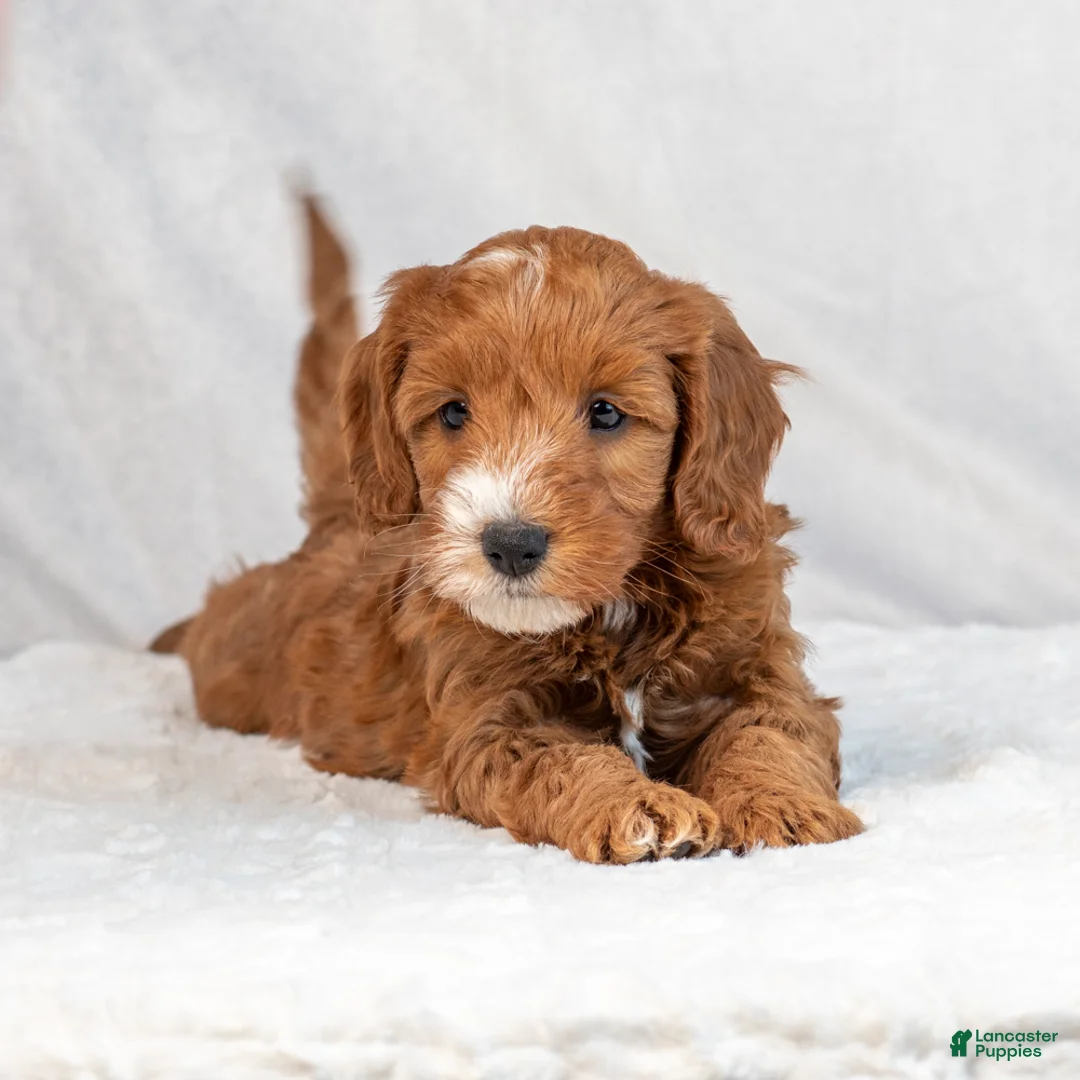 Mini Goldendoodle dogs for sale: Bonnie - Ad 3