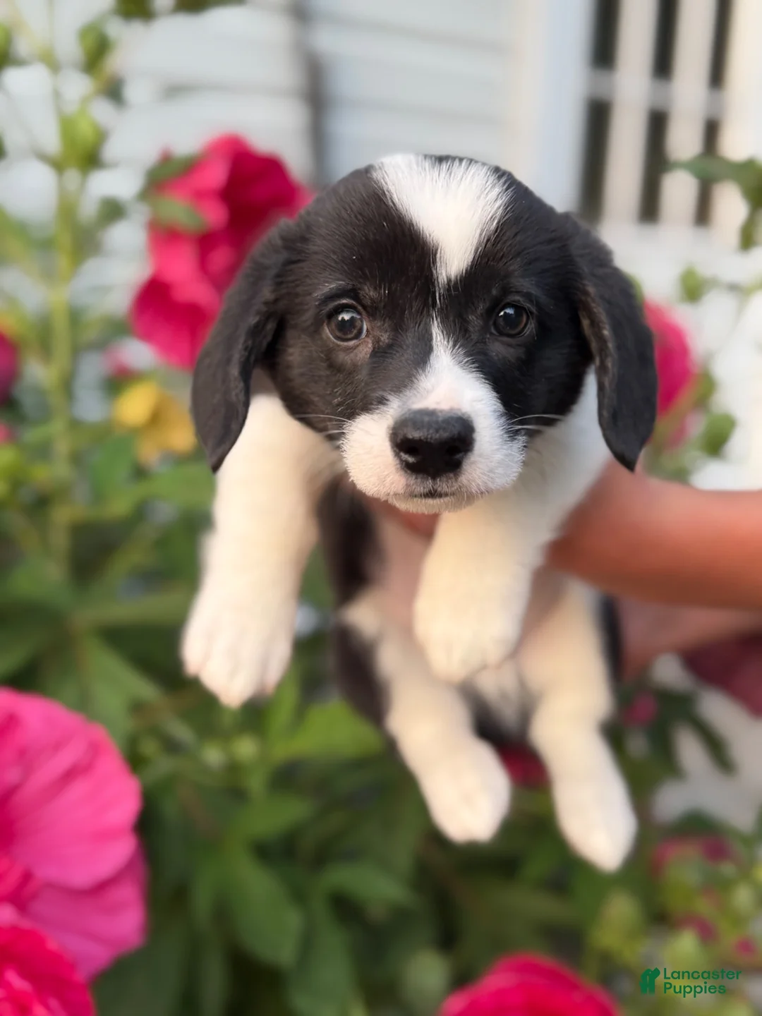 Welsh Corgi Pembroke dogs for sale: Welsh Corgi Pembroke 4 - Ad 1