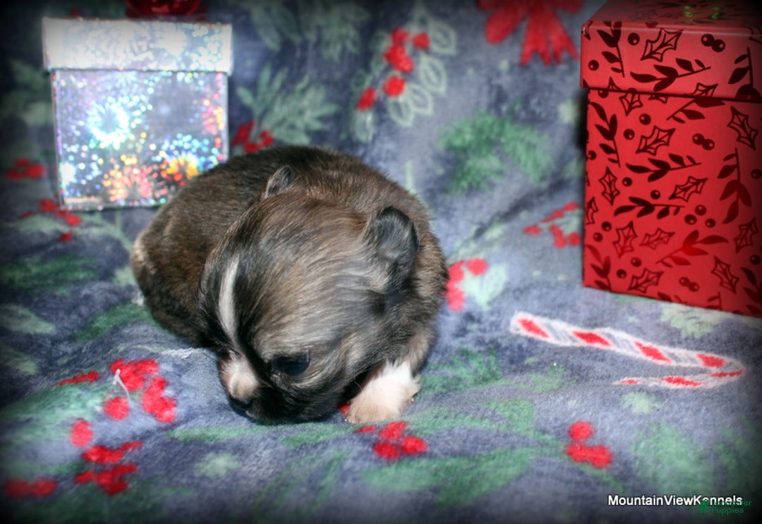 Chihuahua dogs for sale: Chihuahua Puppy 2 - Ad 3