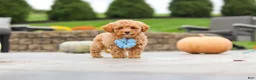 Cavapoo dogs for sale: Cosby - Ad 3