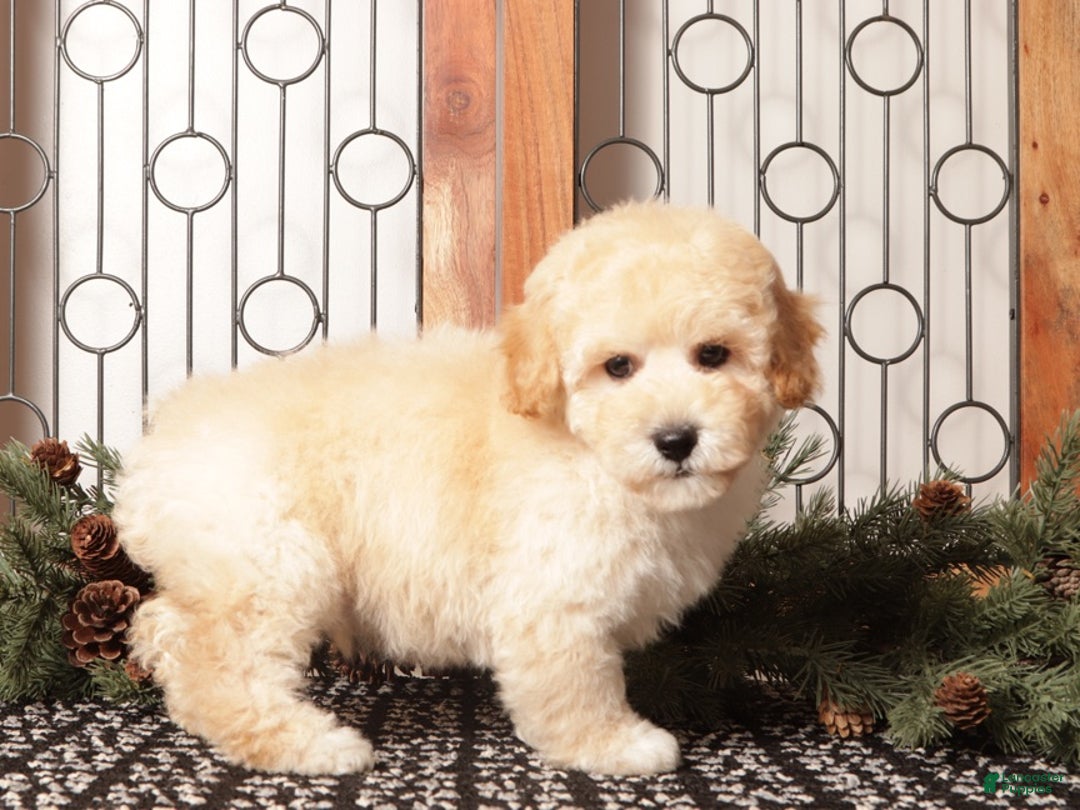 Bichpoo dogs for sale: Bear - Ad 2