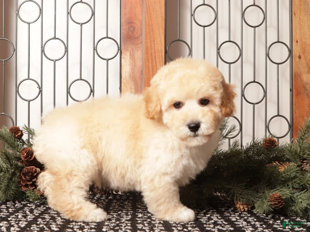 Bichpoo dogs for sale: Bear - Ad 2