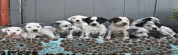 Mixed Breed dogs for sale: Lucky - Ad 3