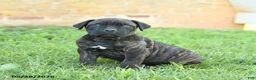 Cane Corso dogs for sale: Dawson - Ad 3