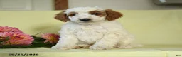 Mini Goldendoodle dogs for sale: Trooper - Ad 2