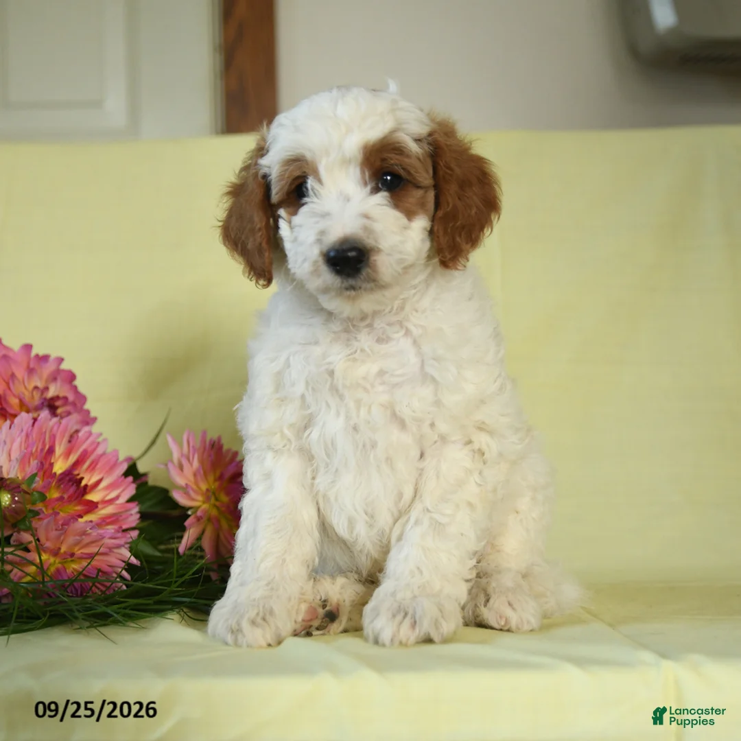 Mini Goldendoodle dogs for sale: Trooper - Ad 2