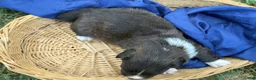 Mixed Breed dogs for sale: Black collar boy  - Ad 4