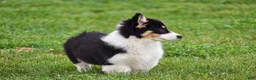 Welsh Corgi Pembroke dogs for sale: Julie - Ad 4