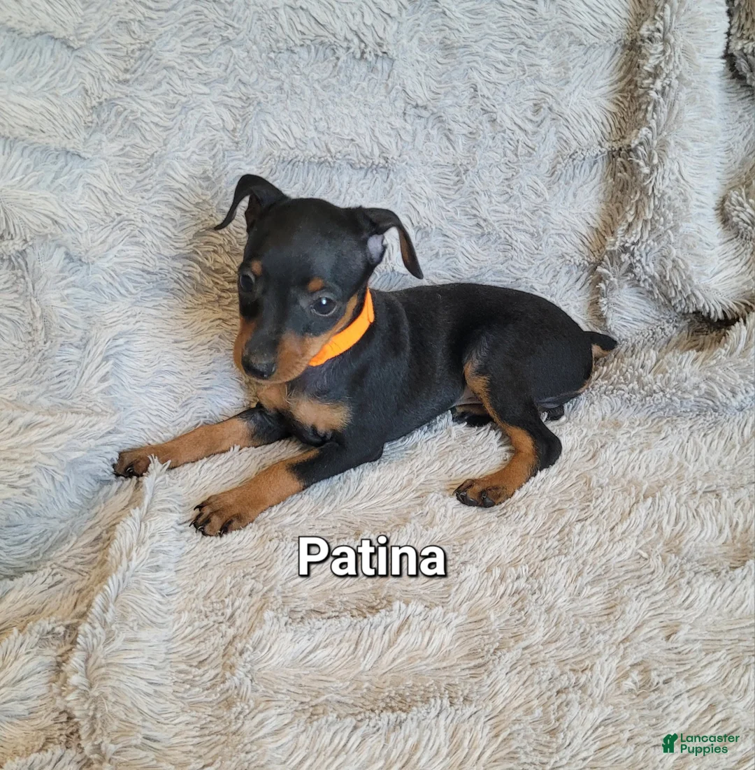 Miniature Pinscher dogs for sale: Patina  - Ad 2