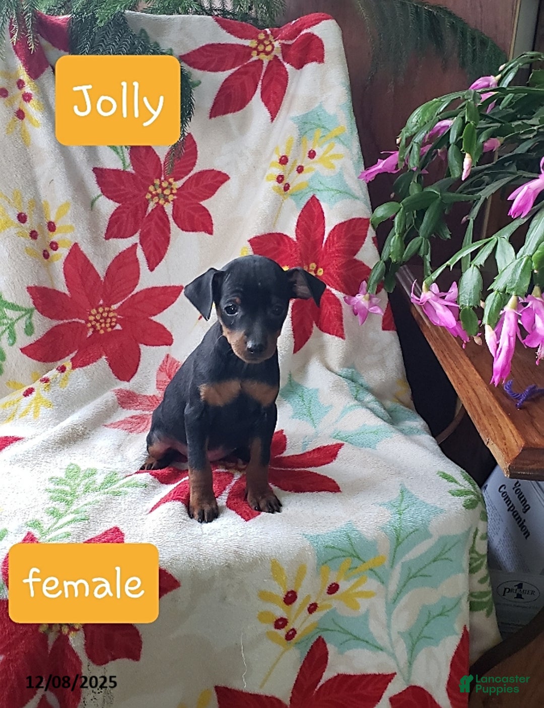 Miniature Pinscher dogs for sale: Jolly - Ad 1