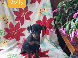 Miniature Pinscher dogs Jolly - Ad 6