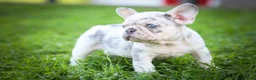 French Bulldog dogs for sale: 🐾 Meet Knox — A Happy Little Frenchie with Plenty of Love to Give! 🐾 - Ad 6