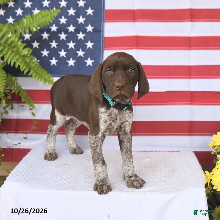 German Shorthaired Pointer dogs for sale: Tara - Ad 2