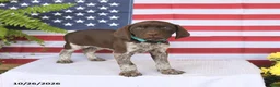 German Shorthaired Pointer dogs for sale: Tara - Ad 2
