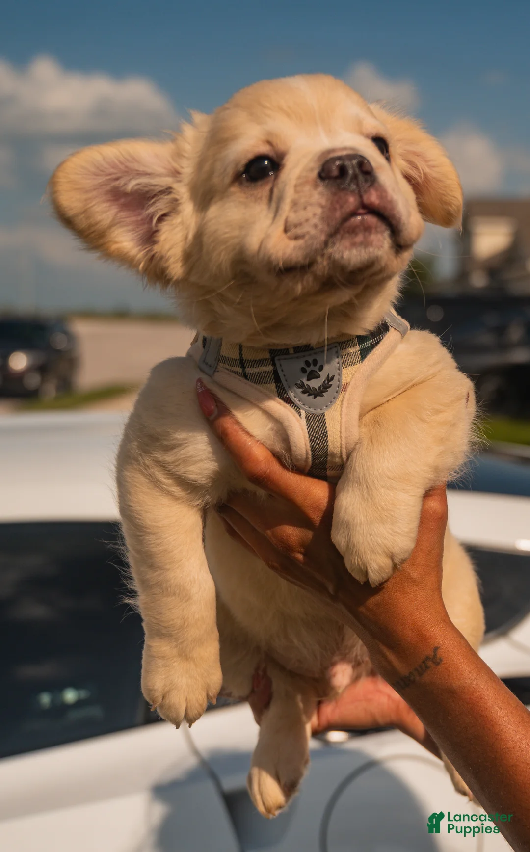 French Bulldog dogs for sale: Hendrix- cream Merle  - Ad 2